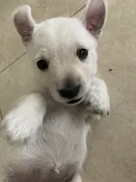 Dora, a female West Highland White Terrier for sale in Nokomis, FL – 3 of 7