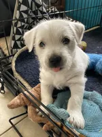 Dora, a female West Highland White Terrier for sale in Nokomis, FL – 5 of 7