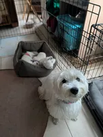 Junior , a male West Highland White Terrier for sale in Nokomis, FL – 5 of 9
