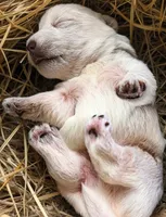 Junior , a male West Highland White Terrier for sale in Nokomis, FL – 2 of 9