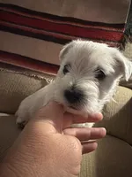 Junior , a male West Highland White Terrier for sale in Nokomis, FL – 4 of 9
