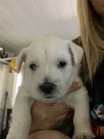 Junior , a male West Highland White Terrier for sale in Nokomis, FL – 8 of 9