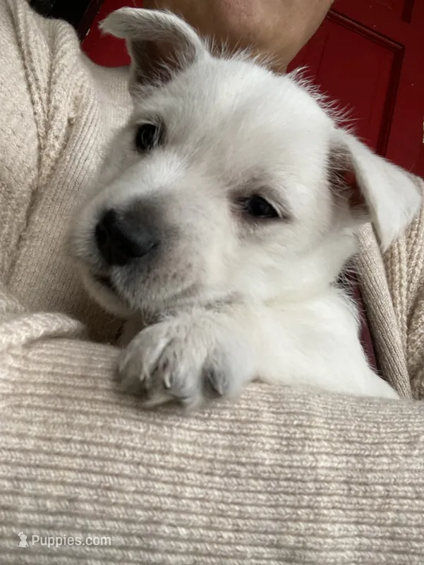 Peanut , a female West Highland White Terrier for sale in Nokomis, FL – 1 of 3