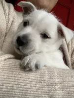 Peanut , a female West Highland White Terrier for sale in Nokomis, FL – 1 of 3