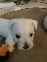 Peanut , a female West Highland White Terrier for sale in Nokomis, FL – 3 of 3