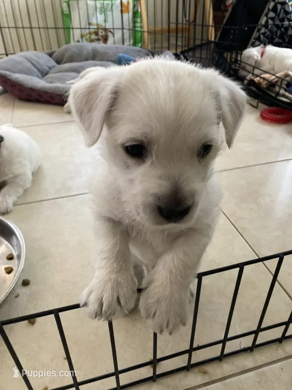 Graham  – West Highland White Terrier puppy for sale in Nokomis, FL