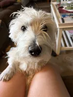 Dora, a female West Highland White Terrier for sale in Nokomis, FL – 7 of 7