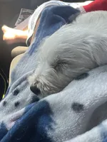 Graham , a male West Highland White Terrier for sale in Nokomis, FL – 4 of 8