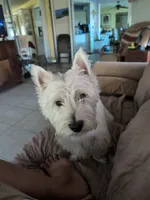 Graham , a male West Highland White Terrier for sale in Nokomis, FL – 5 of 8