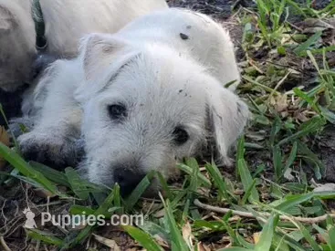 Dora – West Highland White Terrier puppy for sale in Nokomis, FL