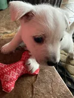 Peanut , a female West Highland White Terrier for sale in Nokomis, FL – 2 of 3