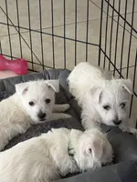 Graham , a male West Highland White Terrier for sale in Nokomis, FL – 2 of 8