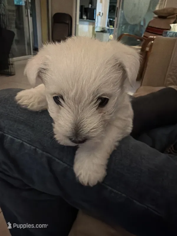 Junior  – West Highland White Terrier puppy for sale in Nokomis, FL