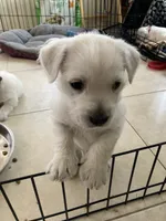 Junior , a male West Highland White Terrier for sale in Nokomis, FL – 7 of 9