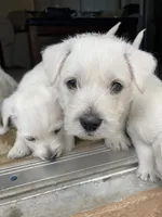 Dora, a female West Highland White Terrier for sale in Nokomis, FL – 2 of 7