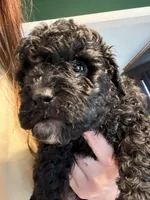 Mars , a male Miniature Bernedoodle and Miniature Goldendoodle for sale in Red Lion, PA – 3 of 3