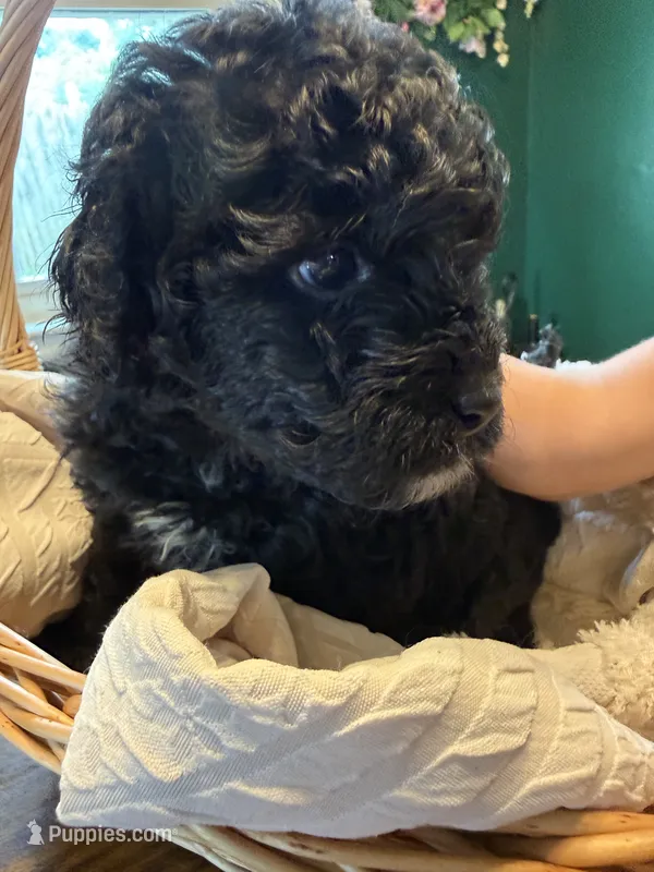Mars  – Miniature Bernedoodle, Miniature Goldendoodle puppy for sale in Red Lion, PA