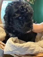 Mars , a male Miniature Bernedoodle and Miniature Goldendoodle for sale in Red Lion, PA – 1 of 3