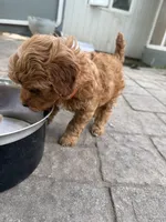 Sunny, a male Miniature Bernedoodle and Miniature Goldendoodle for sale in Red Lion, PA – 4 of 6