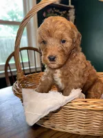 Sunny, a male Miniature Bernedoodle and Miniature Goldendoodle for sale in Red Lion, PA – 3 of 6