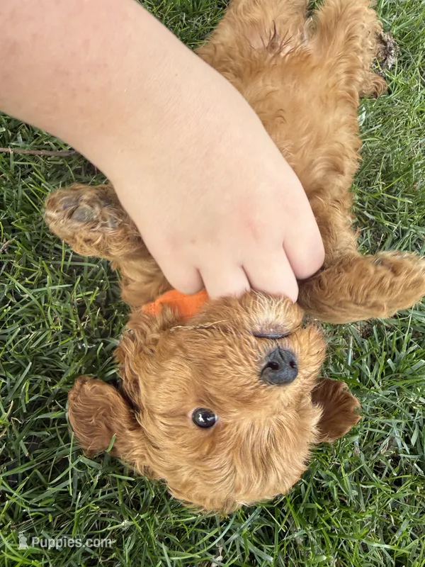Sunny – Miniature Bernedoodle, Miniature Goldendoodle puppy for sale in Red Lion, PA