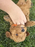 Sunny, a male Miniature Bernedoodle and Miniature Goldendoodle for sale in Red Lion, PA – 1 of 6