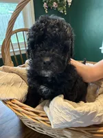 Mars , a male Miniature Bernedoodle and Miniature Goldendoodle for sale in Red Lion, PA – 2 of 3