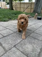 Sunny, a male Miniature Bernedoodle and Miniature Goldendoodle for sale in Red Lion, PA – 5 of 6
