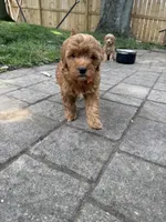 Sunny, a male Miniature Bernedoodle and Miniature Goldendoodle for sale in Red Lion, PA – 6 of 6