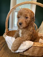 Sunny, a male Miniature Bernedoodle and Miniature Goldendoodle for sale in Red Lion, PA – 2 of 6