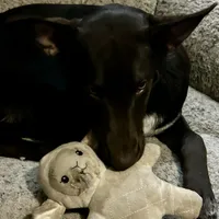 Choco-Latte, a female Xoloitzcuintli for sale in Southern Pines, NC – Photo 6 of 10