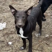 Choco-Latte, a female Xoloitzcuintli for sale in Southern Pines, NC – Photo 3 of 10