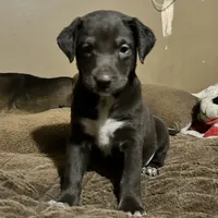 Choco-Latte, a female Xoloitzcuintli for sale in Southern Pines, NC – Photo 10 of 10