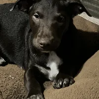 Choco-Latte, a female Xoloitzcuintli for sale in Southern Pines, NC – Photo 7 of 10
