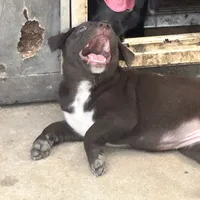 Choco-Latte, a female Xoloitzcuintli for sale in Southern Pines, NC – Photo 9 of 10