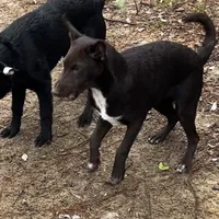 Choco-Latte, a female Xoloitzcuintli for sale in Southern Pines, NC – Photo 4 of 10