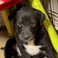 Choco-Latte, a female Xoloitzcuintli for sale in Southern Pines, NC – Photo 8 of 10