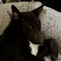 Choco-Latte, a female Xoloitzcuintli for sale in Southern Pines, NC – Photo 5 of 10