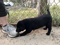 Boo-gie, a male Xoloitzcuintli for sale in Southern Pines, NC – Photo 9 of 10