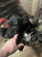 Boo-gie, a male Xoloitzcuintli for sale in Southern Pines, NC – Photo 6 of 10
