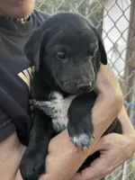 Boo-gie, a male Xoloitzcuintli for sale in Southern Pines, NC – Photo 7 of 10