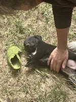 Boo-gie, a male Xoloitzcuintli for sale in Southern Pines, NC – Photo 10 of 10