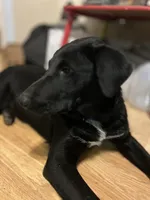 Boo-gie, a male Xoloitzcuintli for sale in Southern Pines, NC – Photo 2 of 10