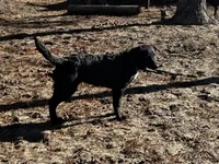Boo-gie, a male Xoloitzcuintli for sale in Southern Pines, NC – Photo 3 of 10