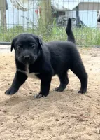 Boo-gie, a male Xoloitzcuintli for sale in Southern Pines, NC – Photo 8 of 10