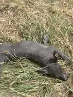 processed/d8c5a45d-9499-4f1c-b102-2b7a7618b096/listing/6bbfea0f-4f3d-4032-8835-c651caf810ee/11d13199-fe93-4506-8c62-f2d49a02f392