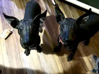 processed/d8c5a45d-9499-4f1c-b102-2b7a7618b096/listing/6bbfea0f-4f3d-4032-8835-c651caf810ee/c571735d-cc82-4430-8ddc-d04afc62884b