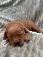 Light Green, a female Golden Retriever for sale in Hackett, AR – Photo 2 of 3