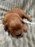 Light Green, a female Golden Retriever for sale in Hackett, AR – Photo 1 of 3