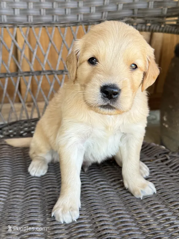 Black – Golden Retriever puppy for sale in Hackett, AR
